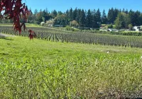 European Style Cottage in Oregon's Willamette Valley Wine Country - Cottage #3