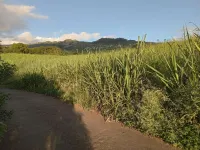 Maison sur Grand Jardin où les Oiseaux Chantent à Moins de 15 min des Plages