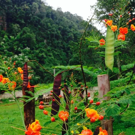 Chiang Dao Hut