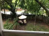 WonderClock House downtown vintage duplex w/ porches, steps to Handley Library Hotels in Winchester