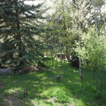 Family Friendly Property Nestled In An Aspen Grove