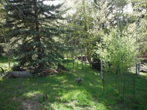 Family Friendly Property Nestled In An Aspen Grove