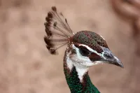 Florida Breeze - Wildlife Sanctuary