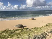 Luxury Ocean Villa 217 at Turtle Bay! Ocean Front! - 빌라