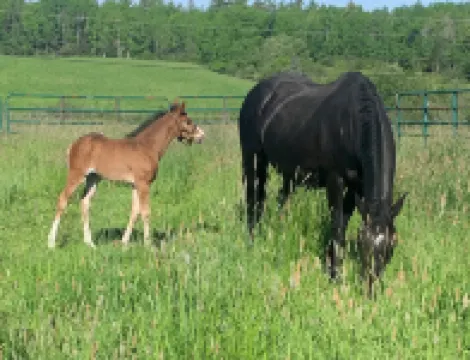 Lovely Farmhouse Close to Acadia National Park