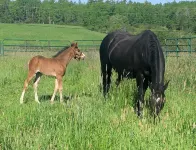 Lovely Farmhouse Close to Acadia National Park