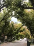 Charming/Private Home on Deodar Pine-lined St.