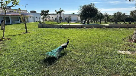 Tenuta Cursano Отели в г. Cerfignano