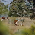 Luxury retreat overlooking Mt Panorama and Bathurst semi-rural surrounds