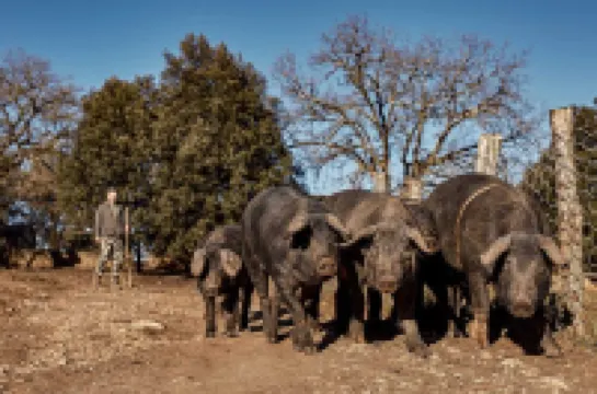 Casa al Gianni - La Quercia