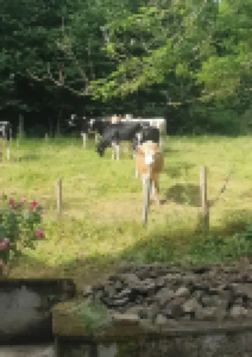 Pleasant, quiet apartment with terrace in the hills above La Bourboule.