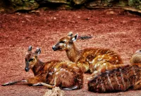 Promotur Suites - Ayora