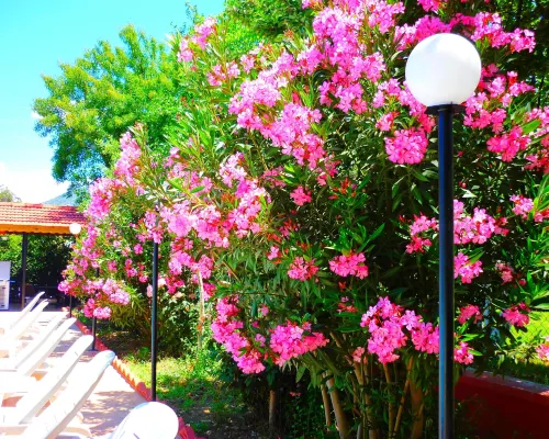 ذا جرين فالي هوتل من الخارج Photos