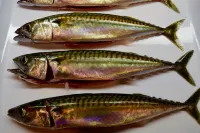 Maine Midcoast Vacation at Lincolnville Beach