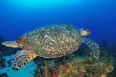 BEL'O... LOVELY VILLA WITH SEA VIEW, SWIMMING POOL AND CARBET. Hotel a 