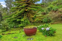 Panoramic Ocean View in Kona Cloud Forest