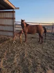 HN-RANCH