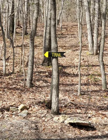 Adorable Cabin at Trout-Stocked Paddy Run Surrounded by GWNF and Hiking Trails