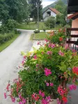 Guesthouse Blazenka Hodak Hotels in Čatrnja