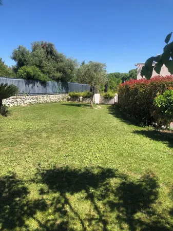 OLIVE TREES OF MAS BLUE BETWEEN NIMES AND MONTPELLIER