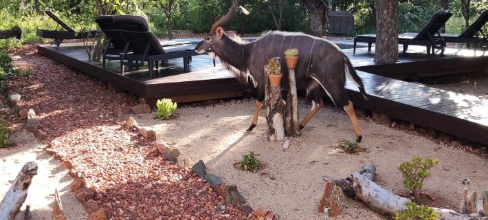 Gem in the Bush Lodge Hotels in Mopani