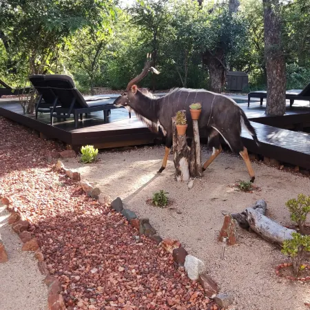 Gem in the Bush Lodge