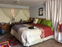 Connect with the Chilean native forest