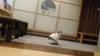 Hoshiakari No Yado Mahoroba
