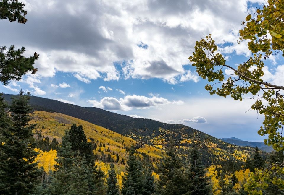 Burro Garden Over view