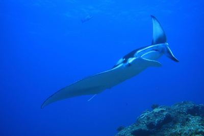 その他 アンサナ イフル モルディブの写真