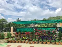 Orange Homestay, Shillong