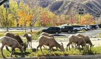 Locally owned family-friendly mountain getaway!