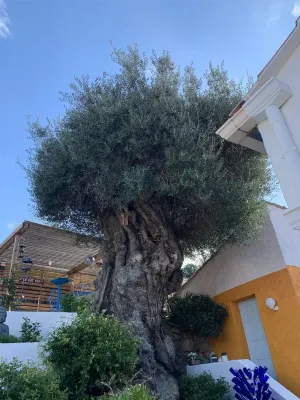 Maison Romantique Avec Splendide vue mer et Olivier Millénaire