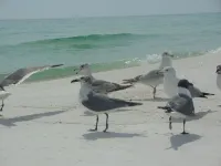 Sailing catamaran vacation rentals in Pensacola Beach