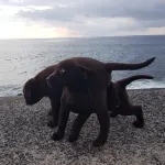 Mansion Almond - Sea, sun and a charming refuge!