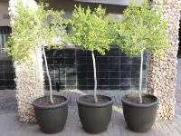Cottonwood Guesthouse Oasis Hoteles en Municipalidad del Distrito Motheo
