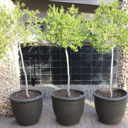 Cottonwood Guesthouse Oasis