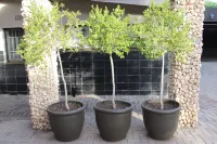 Cottonwood Guesthouse Oasis Hotels in Bloemfontein