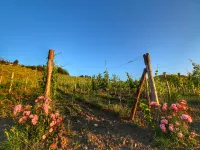 Escape to Vineyards, Elba - Homestays