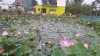 Mangrove Pitta - Bhitarkanika - Homestays