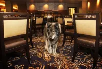 Jackson Rancheria Casino Resort - parking