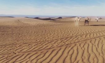 Bivouac Joudour Sahara