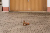 Apartment Hirschhöhe in the Taunus