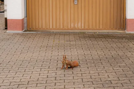 Apartment Hirschhöhe in the Taunus Отели в г. Ной-Анспах