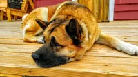 Soderberg cozy rustic cabin 5 min from Cody