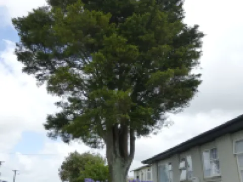 Totara Lodge Motel Hoteles en Levin