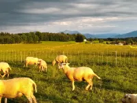 Apartment mountain view Hotels in Eggstatt