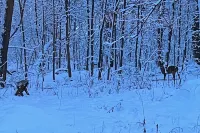 Secluded Treehouse w/Great Views, Jacuzzi Tub, Near Hwy 20 & Territory Amenities