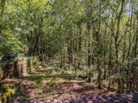 Liiiving in Caminha | Oak Tree Chill House Hotels in Venade
