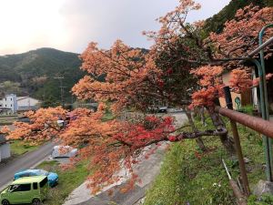 賓館熊野菜